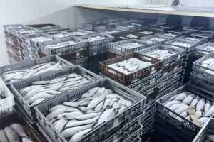 Cold Storage Panels for Seafood Storage